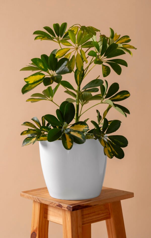 Plant Pots (Set of 4)