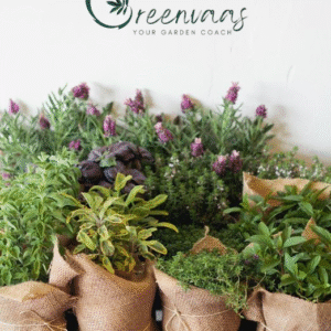 Indoor Plants