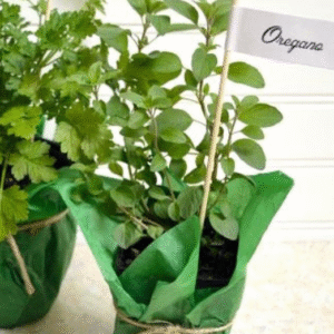 Herb Plants